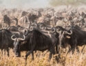 Wildebeest migration across the dusty savanna of the Serengeti National Park, Tanzania