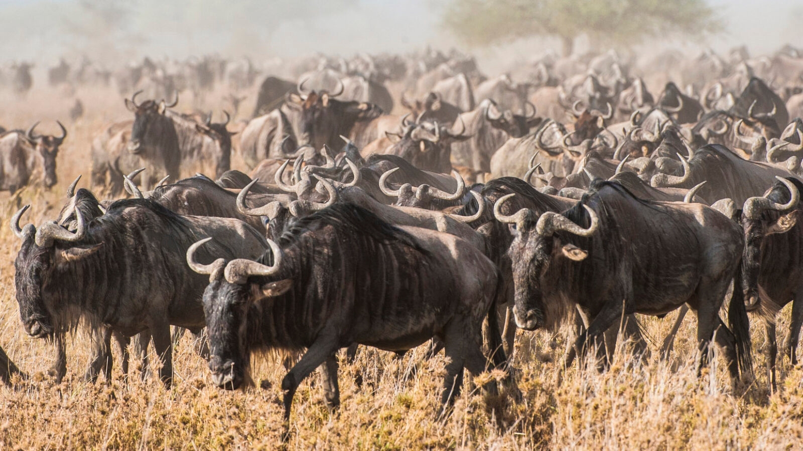 A massive herd of wildebeest moving across dry grass during luxury Serengeti National Park trips.
