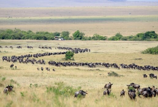 A wildebeest mother and calf stand side by side, a wildebeest herd moves across the grassland and the Mara River snakes through Kenya.