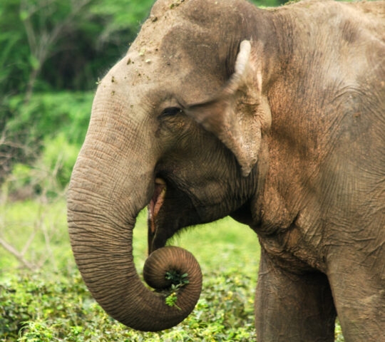 A close-up of an Asian elephant in the wild.