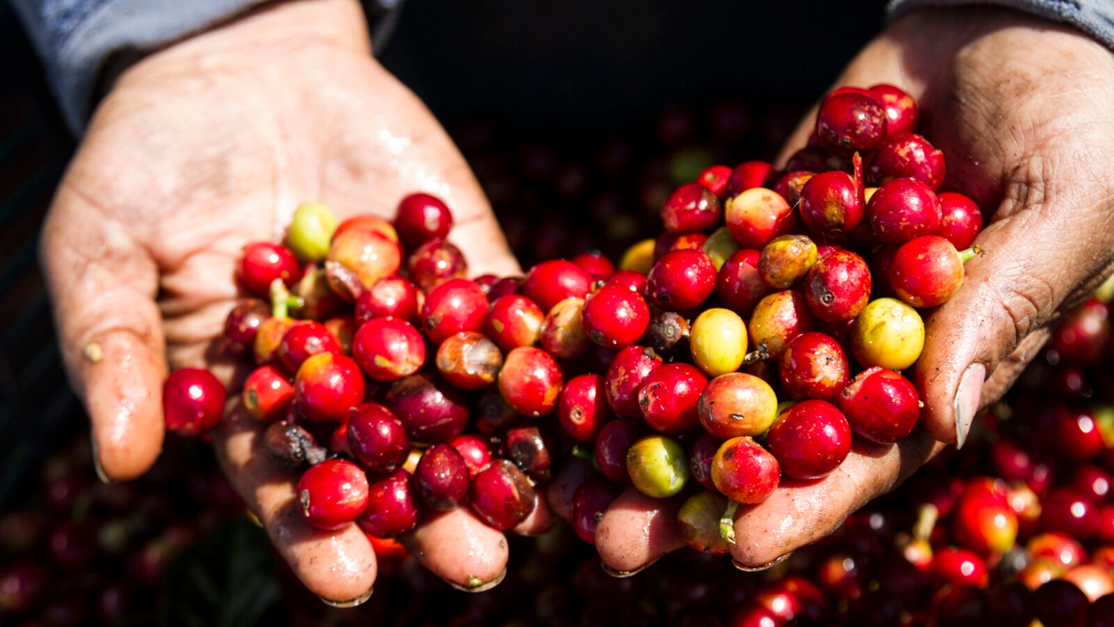 Coffee beans in Costa Rica