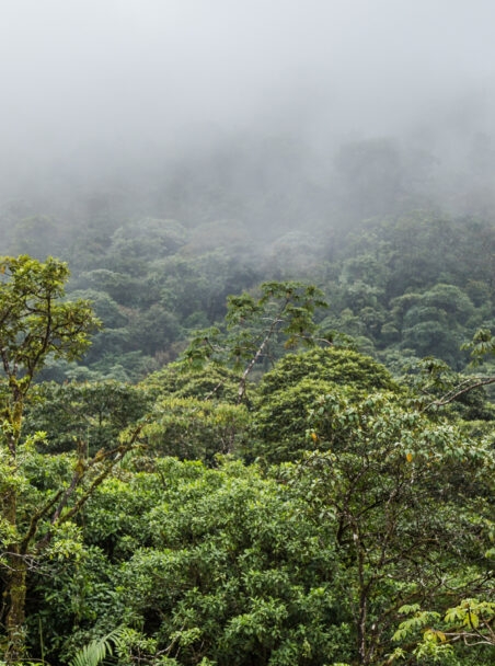 The Most Beautiful Forests in the World