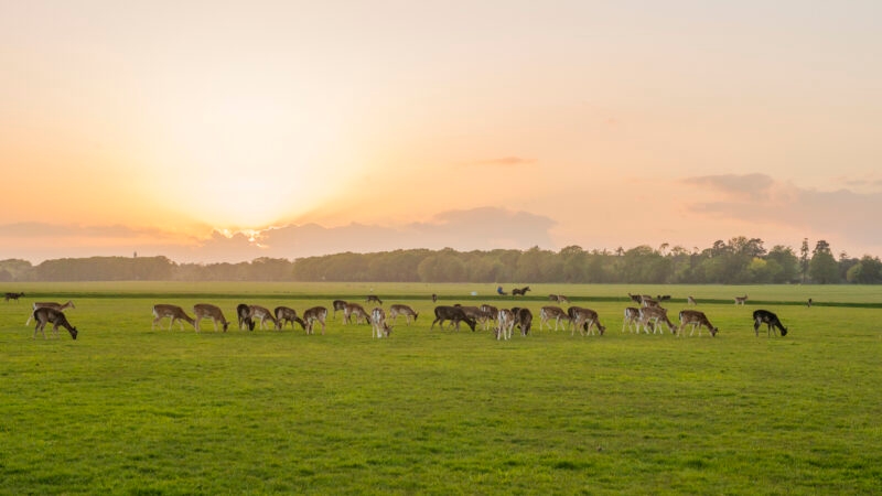 deer-phoenix-park-dublin-ireland