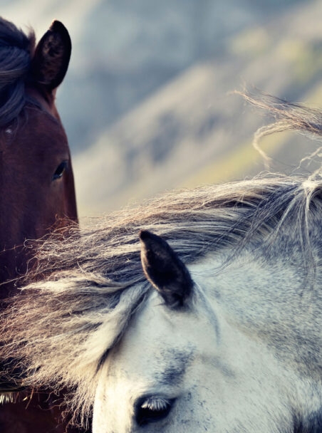Icelandic Horses: No Ordinary Breed