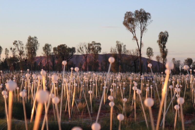 uluru-bruce-munro-field-of-light