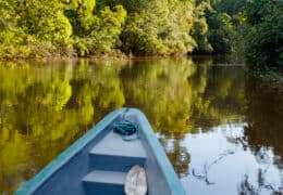 Nature in Brazil’s Wetlands and Rainforest