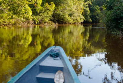Nature in Brazil’s Wetlands and Rainforest