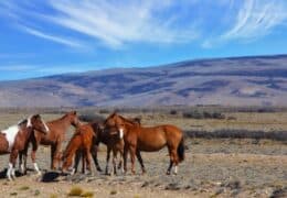 Classic Argentina for Families
