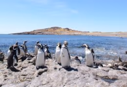 Wines, Whales and Waterfalls of Argentina