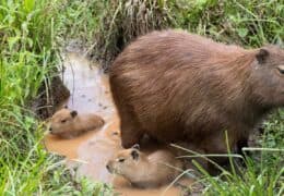 Wildlife Tour of Argentina