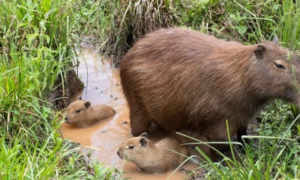 Wildlife Tour of Argentina