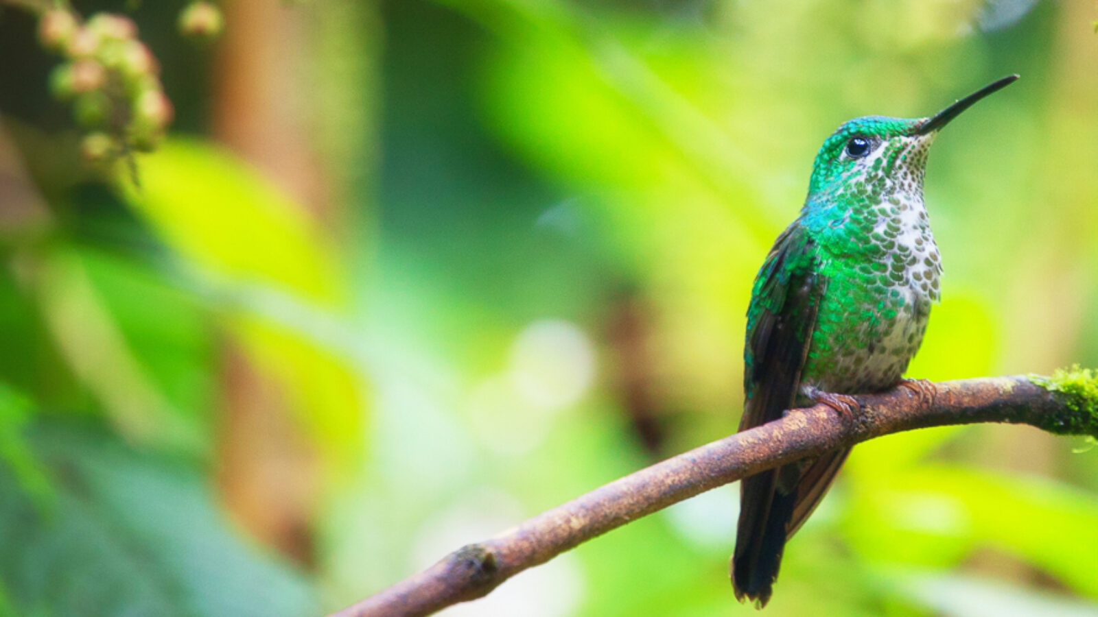 hummingbird costa rica