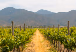Ultimate Argentina Wine Tour