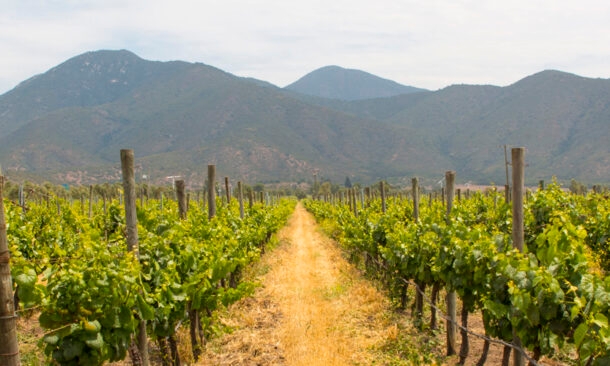 Ultimate Argentina Wine Tour