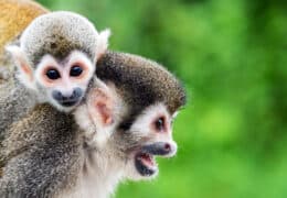 Luxury Amazon, Machu Picchu and Lake Titicaca Discovery