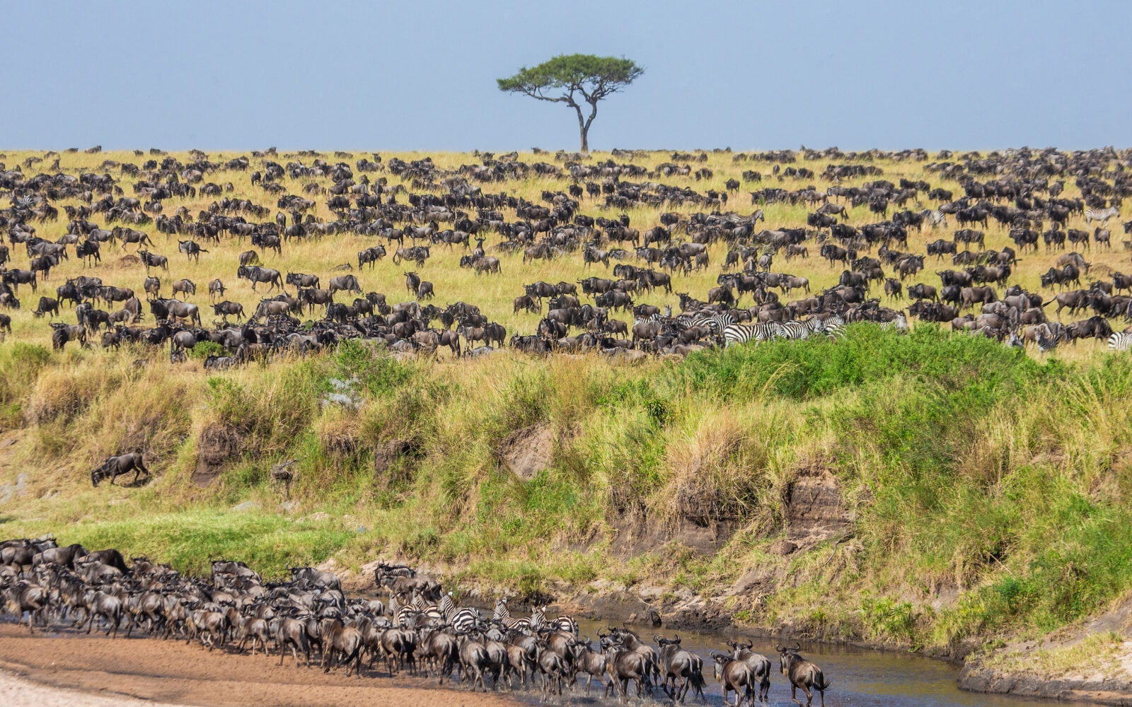 A large herd of wildebeest graze in the savannah.