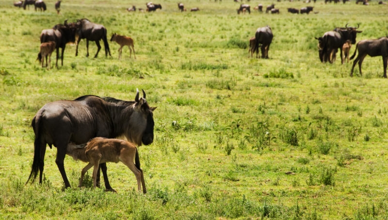 A young wildebeest calf feeding on the plains of the Serengeti, Tanzania.