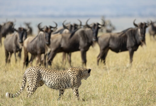 Zebra and wildebeest graze together beside a river, a cheetah eyes the herd in the Maasai Mara and a young cheetah family frolic in the greenery.