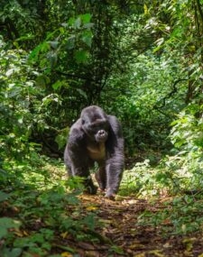 The best of Rwanda's national parks: a wildlife adventure