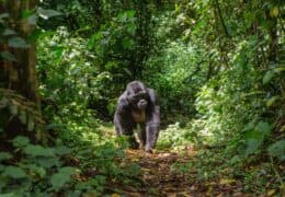 The Best of Rwanda's National Parks