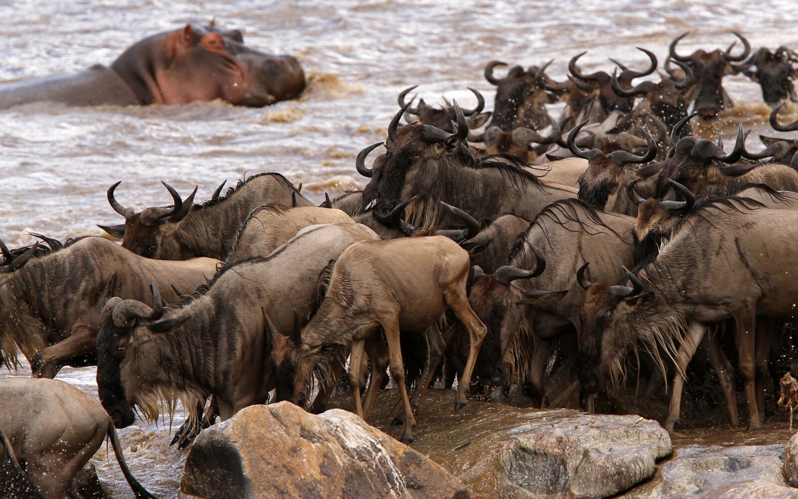 Wildebeest wait to forge across a river, while a hippo wallows nearby.