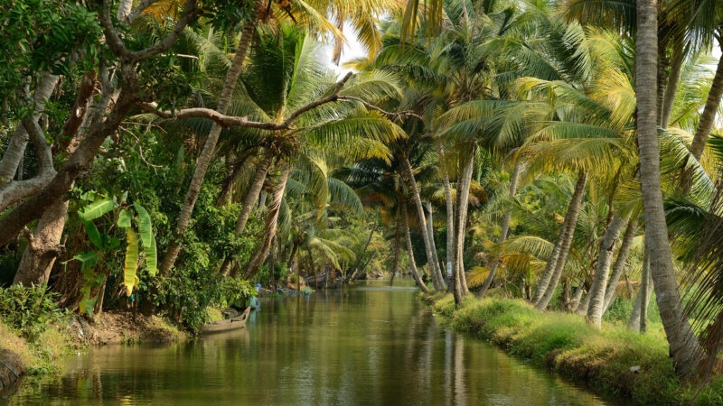 India, Coco trees reflection and beautiful house boat at back waters of Kerala