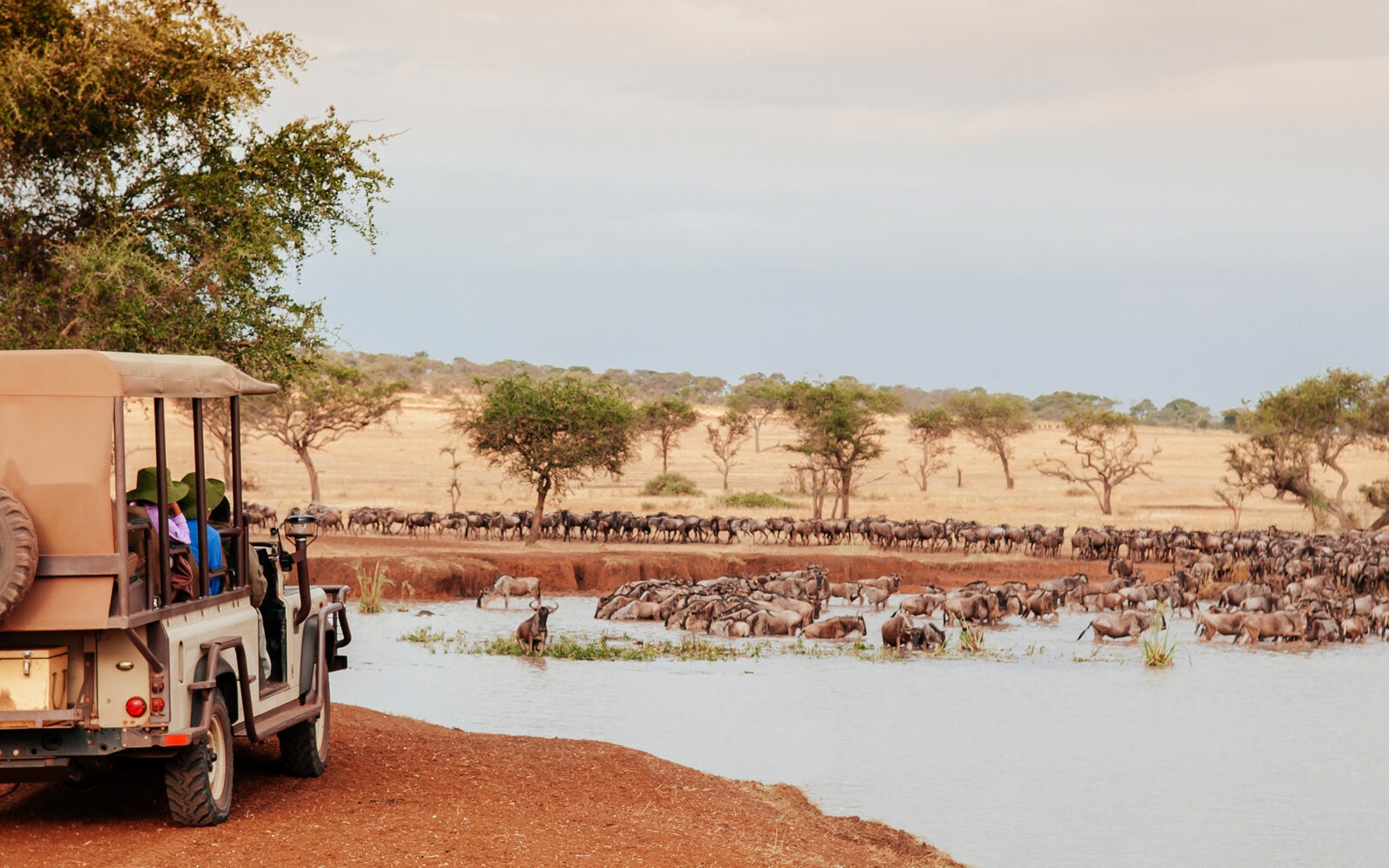 An evening pause to watch a herd of wildebeest in Serengeti Grumeti Reserve during the Great Migration.