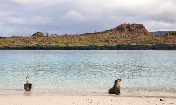 The best time to visit to spot sea lions