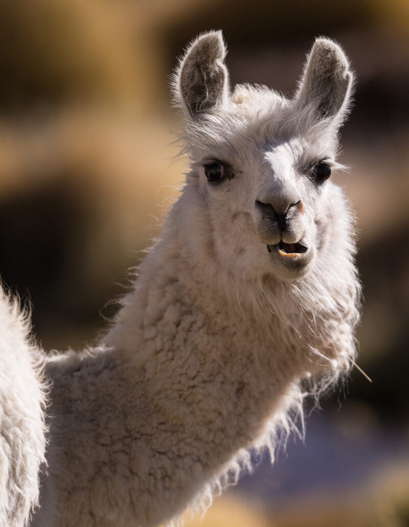 Close-up of a fluffy white llama looking at the camera with its mouth slightly open. Luxury Argentina holidays.