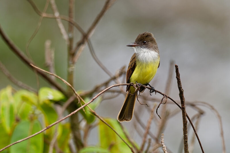 A small bird with a brown head and bright yellow chest perching on a thin, dry branch. Luxury Argentina trips.