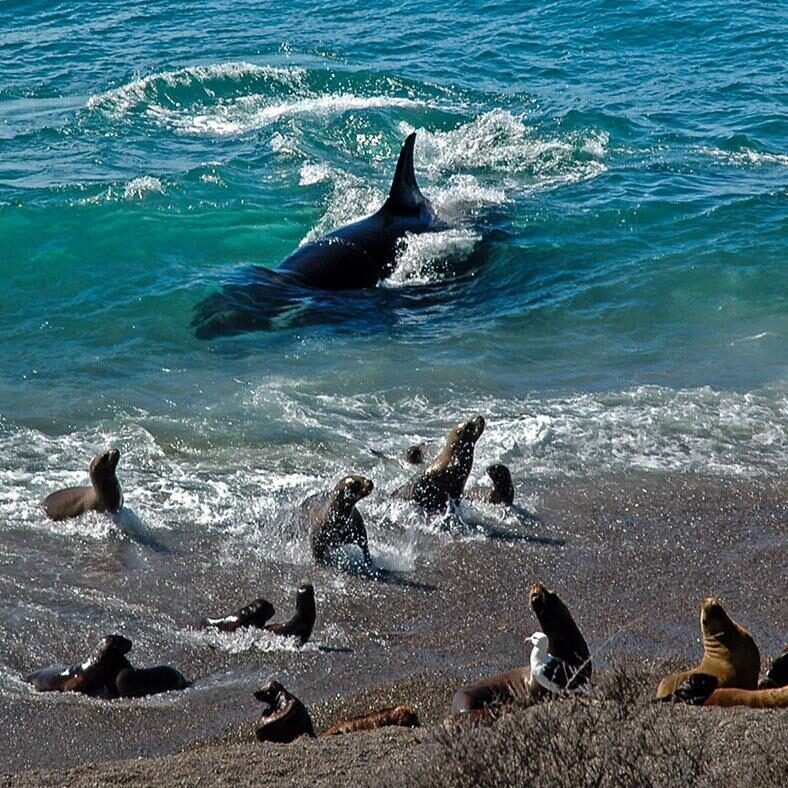 An orca swimming near the shore where several sea lions are resting on a dark, sandy beach. Luxury Argentina trips.