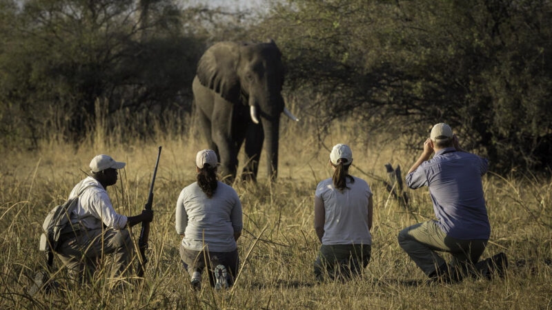 Luxury Botswana Tours - people looking at elephant on safari