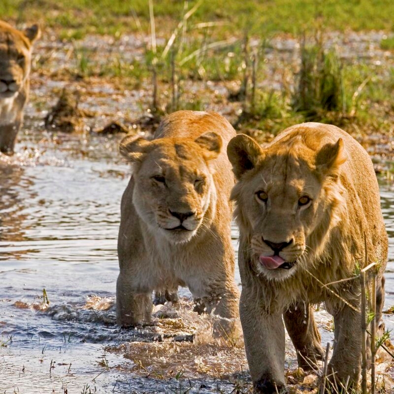 Luxury Botswana Tours - Two lionesses walking through water