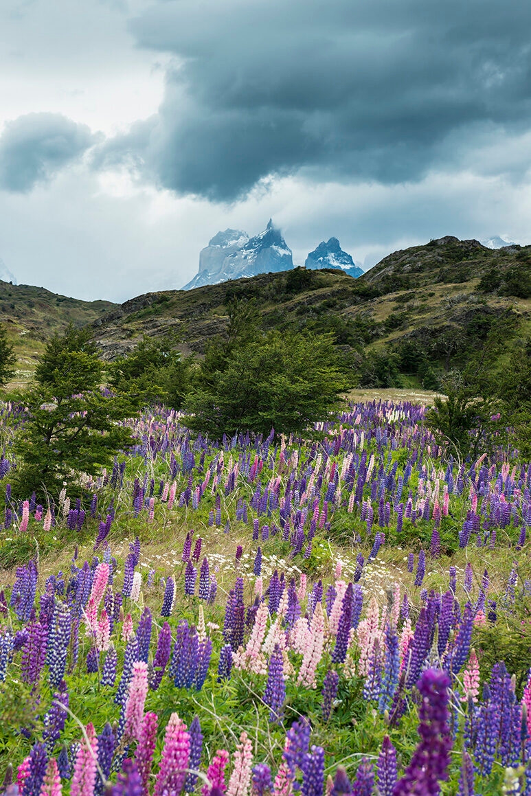 A field of purple flowers in front of large mountain peaks on luxury Chile vacations.