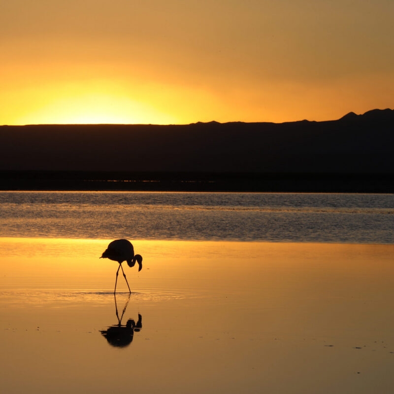 Silhouette of a flamingo in a lake during a bright orange sunset on luxury Chile tours.