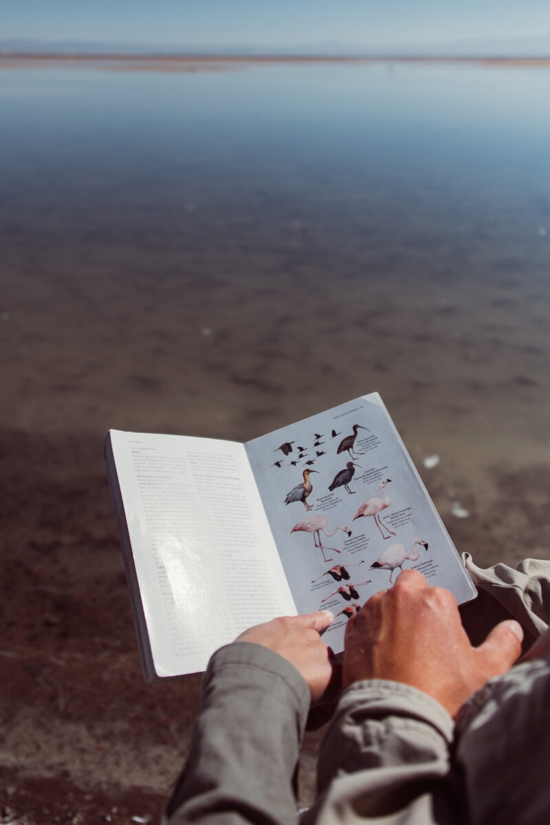 Hands holding an open bird guidebook over a calm body of water during luxury Chile vacations.