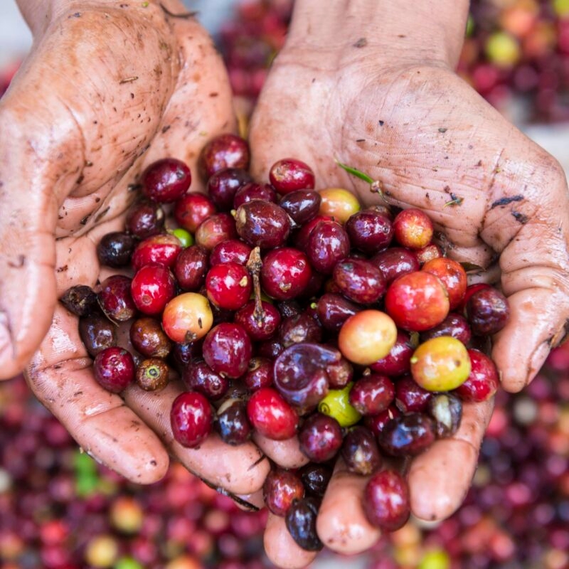 Luxury Costa Rica tours - Hands holding fresh coffee crop
