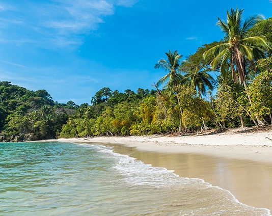 Luxury Costa Rica tours - a golden sand beach lined with palm trees