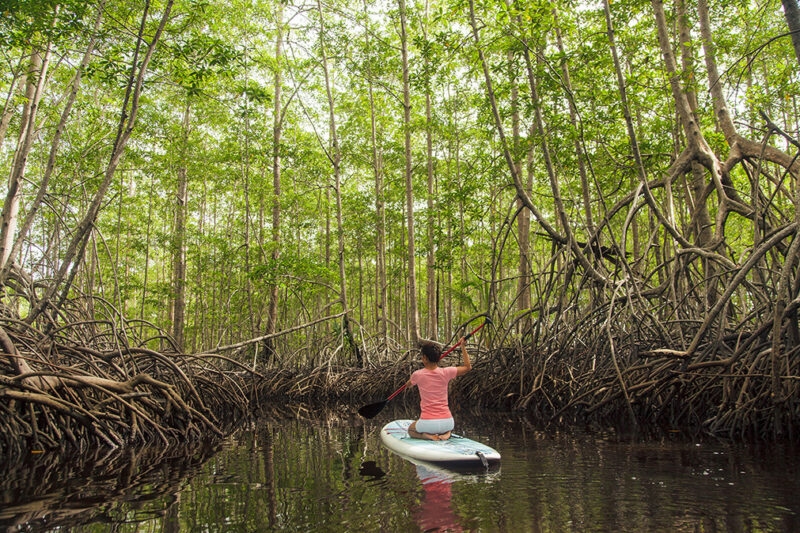 Luxury Costa Rica tours - A woman kneeling on a paddle board paddling through mangrove trees in Costa Rica
