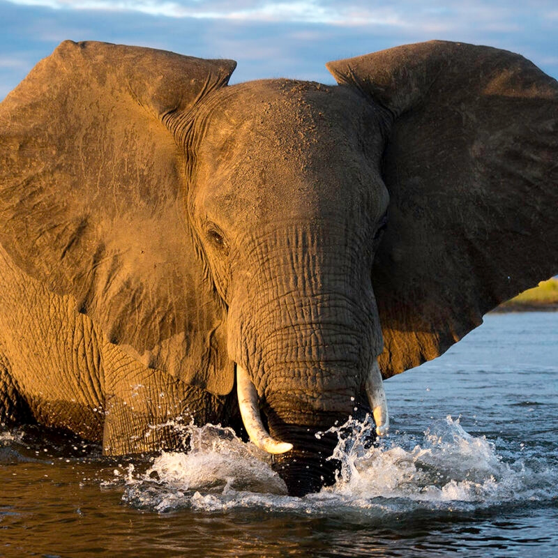 A large elephant wading in a river with its face and tusks visible as water splashes around its lower trunk.