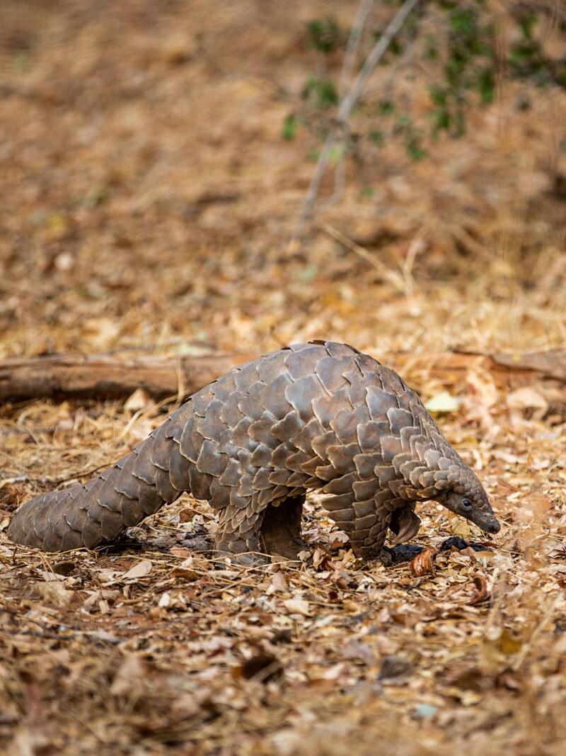 A scaly pangolin, an anteater-like mammal, walks on a dry, leaf-covered patch of ground in a forest.