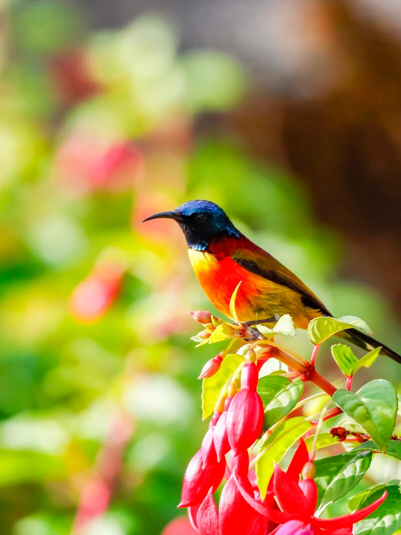 Luxury Thailand Tours - Colorful of Green-tailed Sunbird on a branch in very sharp details
