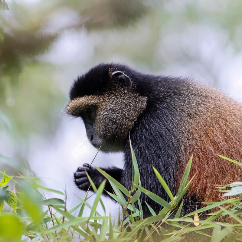 Close-up of a Golden Monkey eating a bamboo shoot amidst green leaves. Focus on luxury Rwanda Gorilla Trekking for wildlife.