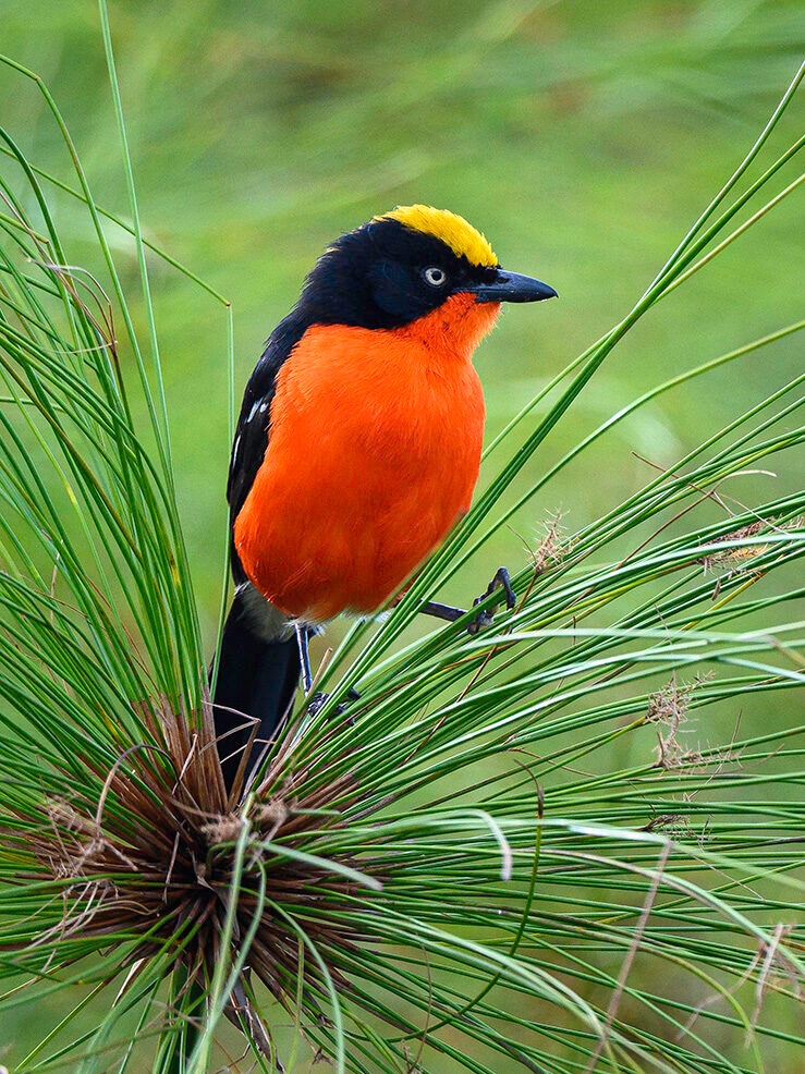 Close-up of a brightly colored bird with a yellow crown, black cap, and orange breast on green reeds. See this on luxury Rwanda safaris.