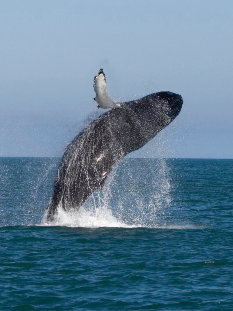 A whale leaps out of the water, creating a large white splash against a clear sky.