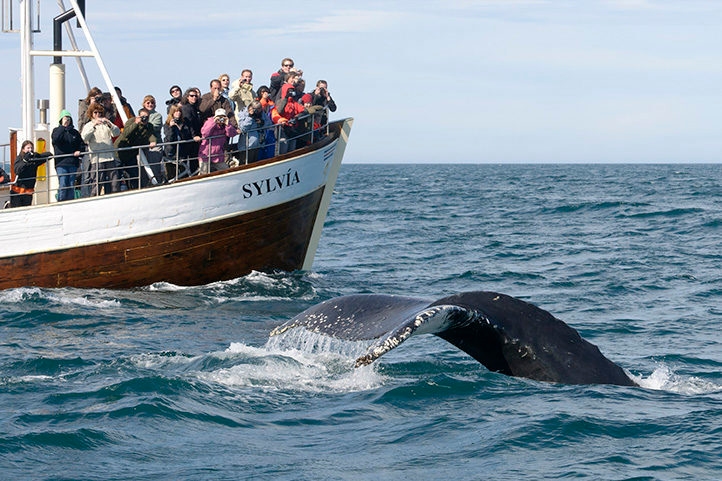 A group of people on a boat named Sylvia take photos as a whale tail flukes above the ocean surface.