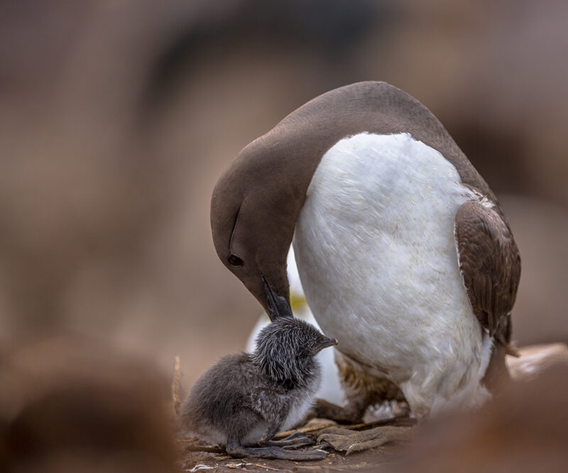 A black and white seabird leans its beak down toward a small, fuzzy grey chick sitting on the ground.