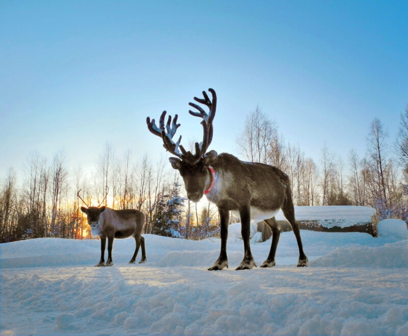 A large reindeer with impressive antlers stands in the snow with a smaller reindeer in the background at sunset.