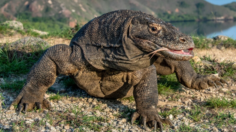 A powerful Komodo dragon walks over pebbles and grass near a coastline under a clear blue sky.