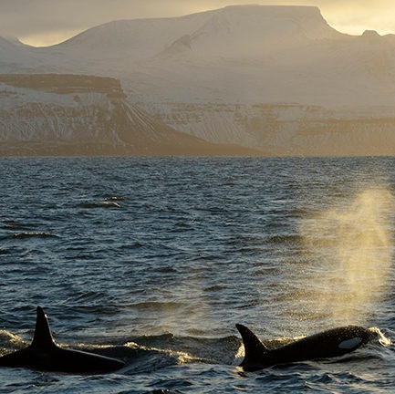 Two orcas surface in dark water with snowy mountains in the background, a beautiful scene for luxury Iceland vacations.
